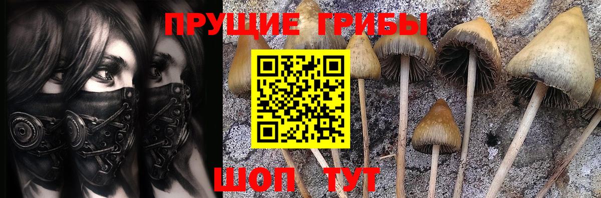 Псилоцибиновые грибы мицелий Ефремов